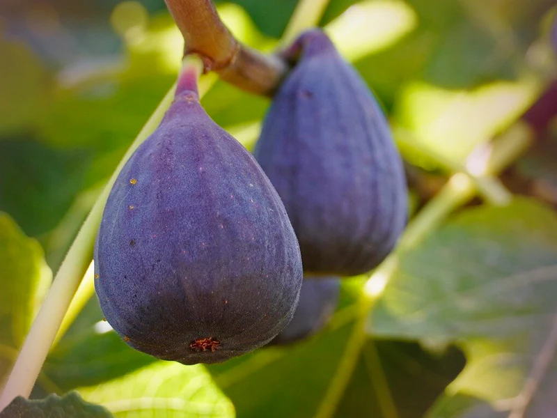 BIG FIG ENERGY PACK