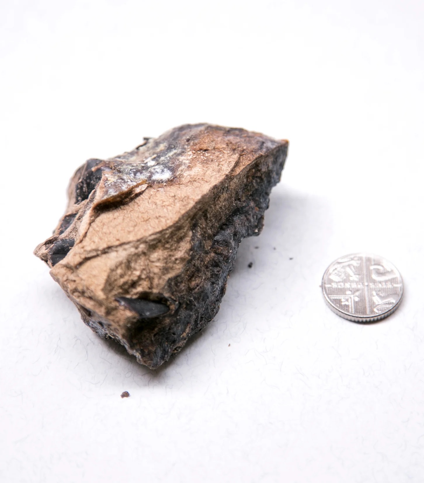 Black gold ambergris (discontinued)