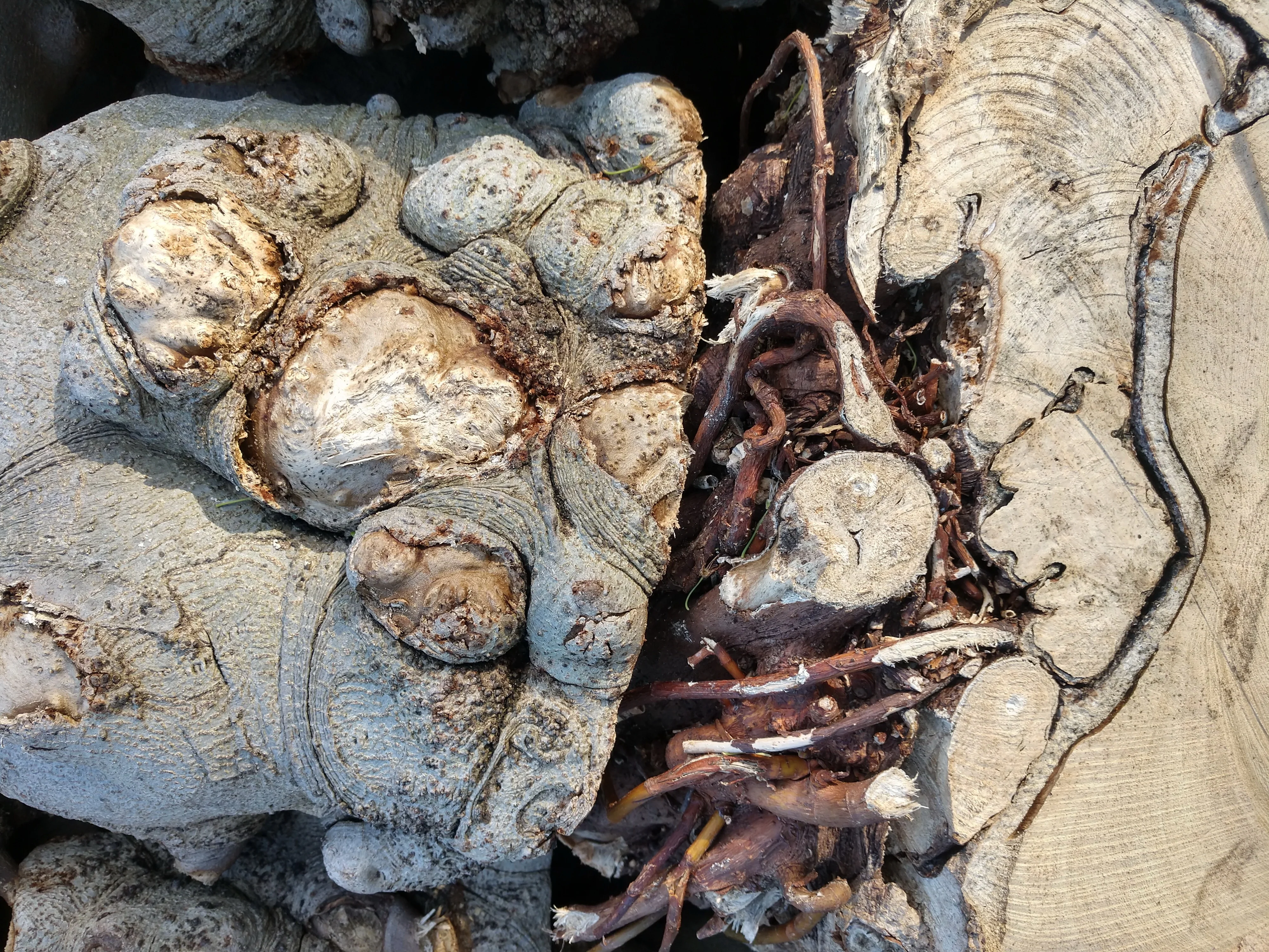 Extracting roots: perfume materials from under the ground
