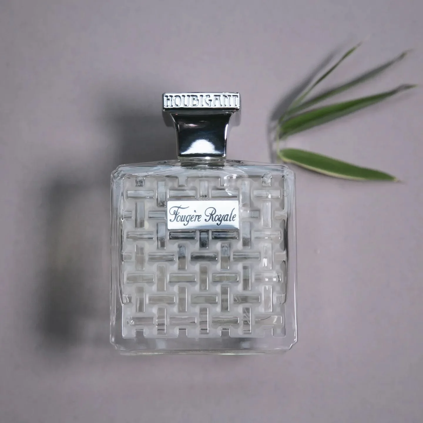 Fougère Royale - Image 4