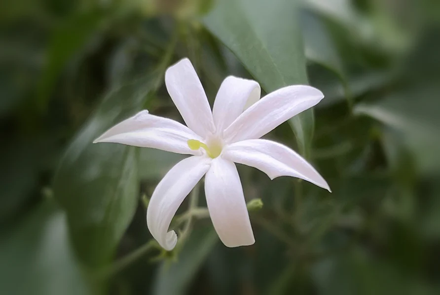 Jasmine Journeys Pack