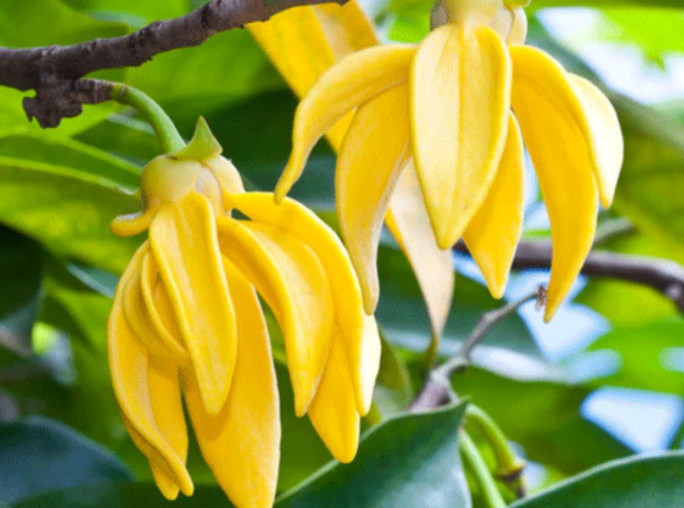 Let's Ylang-Ylang