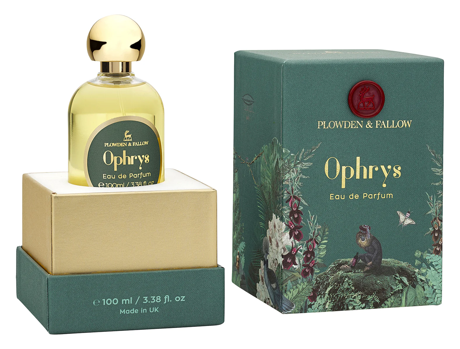 Ophrys - Image 2