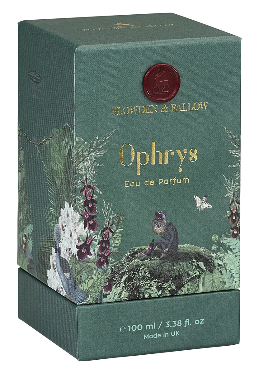 Ophrys - Image 3