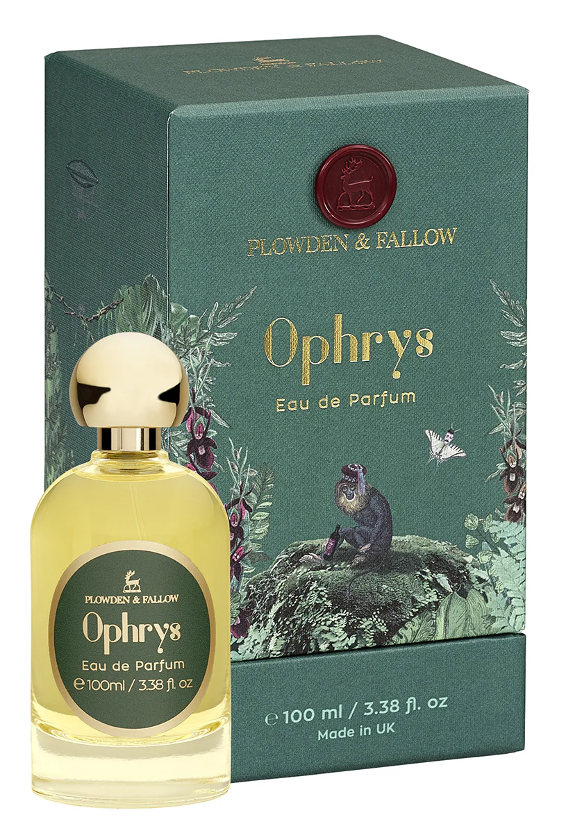 Ophrys - Image 4