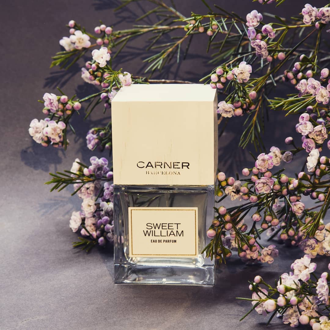 Sweet William (Discontinued) - Image 2